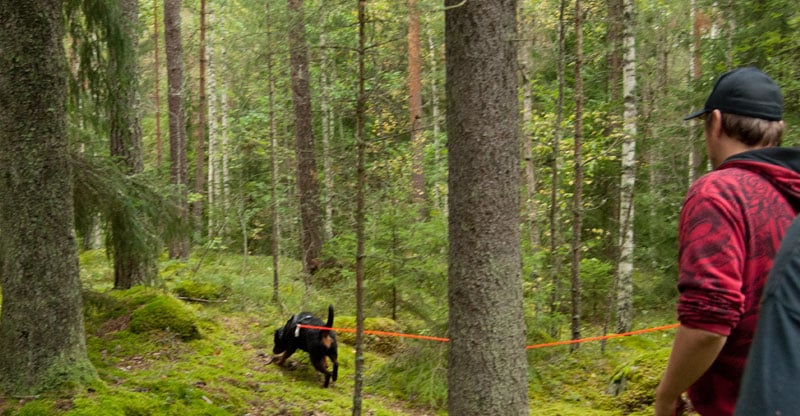Rottweiler spårar i skogen