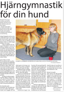 Träna hunden mentalt- artikel om Glanna i Västerås tidning