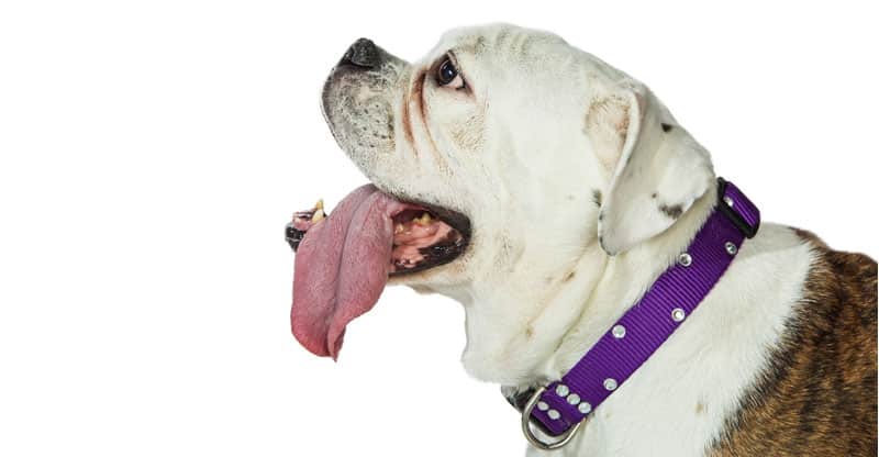 Ebgels Bulldog flåsar med tungan