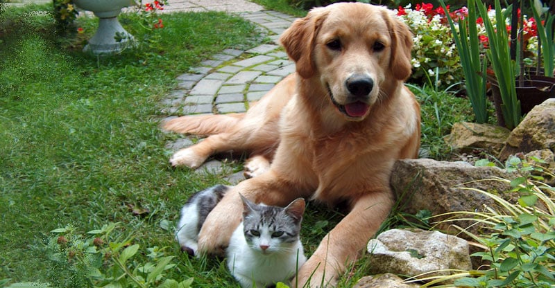 En katt ligger mellan tassarna på en hund