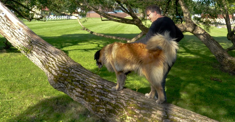Hunden Astra balanserar på ett träd