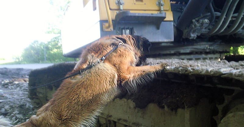 Hunden Astra söker godis uppe på en grävmaskin
