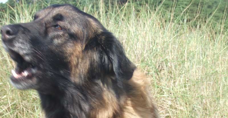 Hund, Cão da Serra da Estrela vaktar