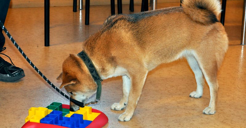 Hund jobbar med ett aktiveringsspel
