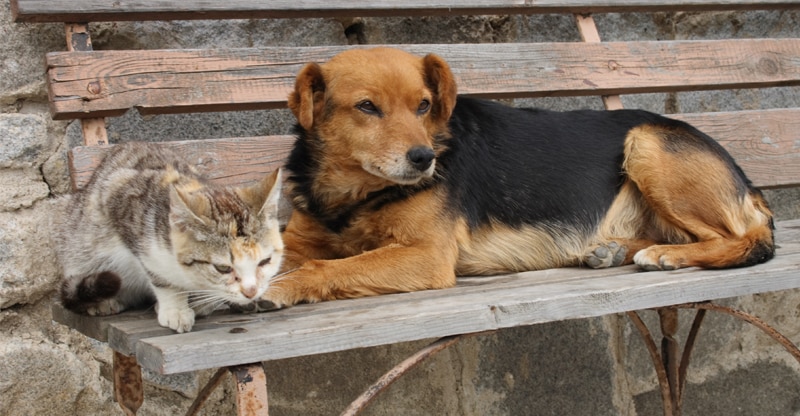 Hund och katt ligger på en parkbänk