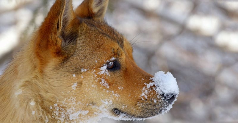 Hund med snö på nosen