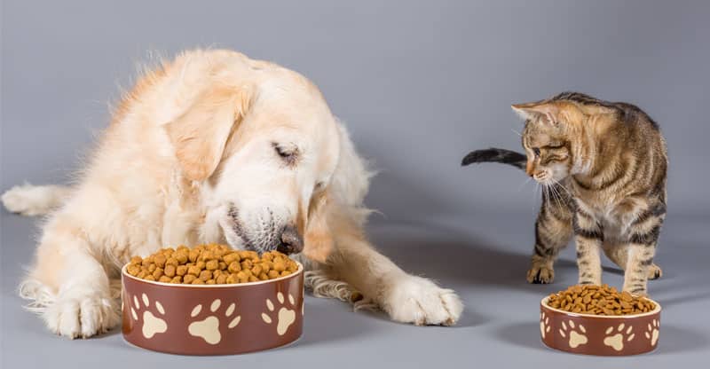 En hund och katt som får mat tillsammans