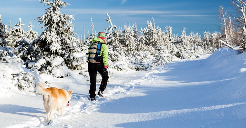 Hund går med sin ägare i snöig terräng
