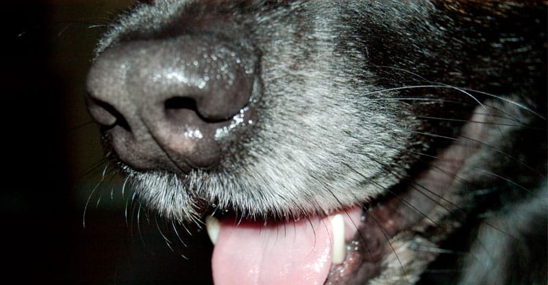 Hundnos- hundens luktsinnne