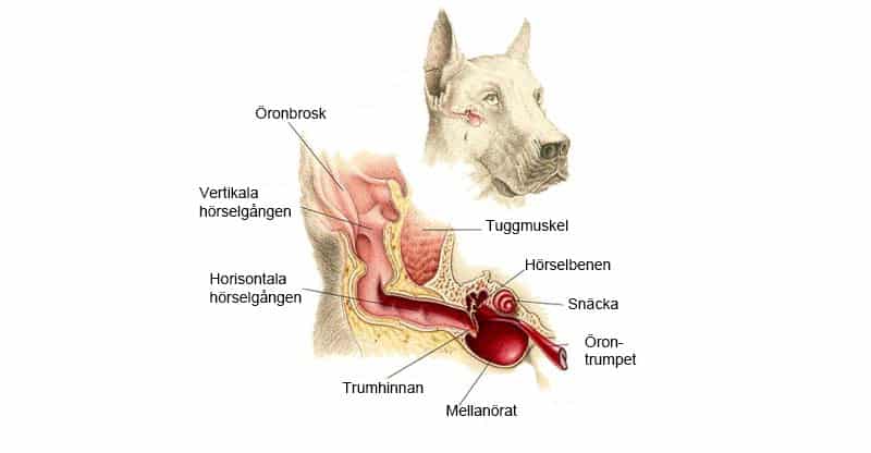 Illustration av hundens öra