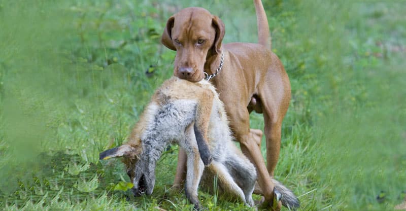 Jakthund med en fångad räv