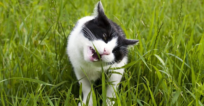 Katt som äter gräs