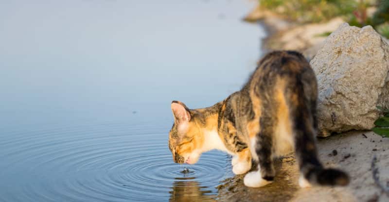 Narkoman Dom eksotisk Dricker din katt tillräckligt med vatten? - Glanna
