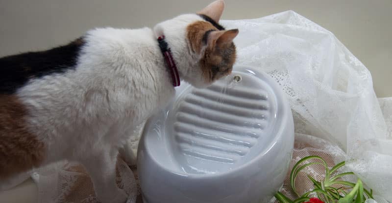 Katt dricker ur Lucky Kittys vattenfontän