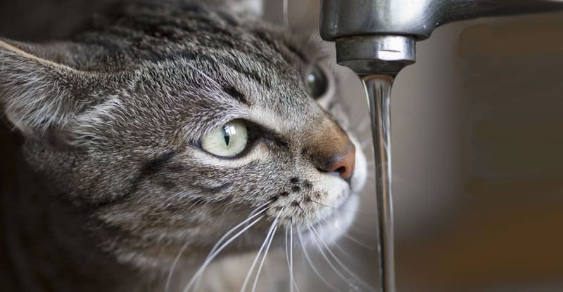 Narkoman Dom eksotisk Dricker din katt tillräckligt med vatten? - Glanna