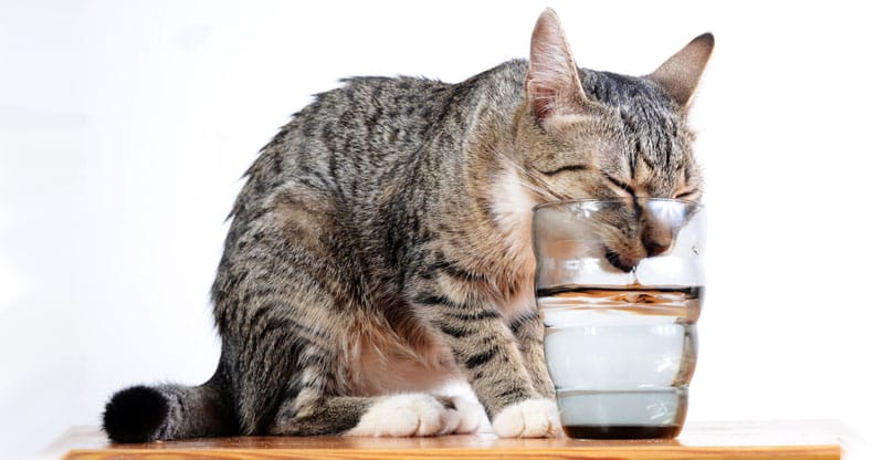Katt dricker vatten ur ett dricksglas