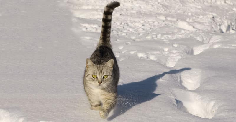 Katt som går i snön