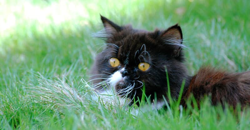 Katt gömmer sig i högt gräs