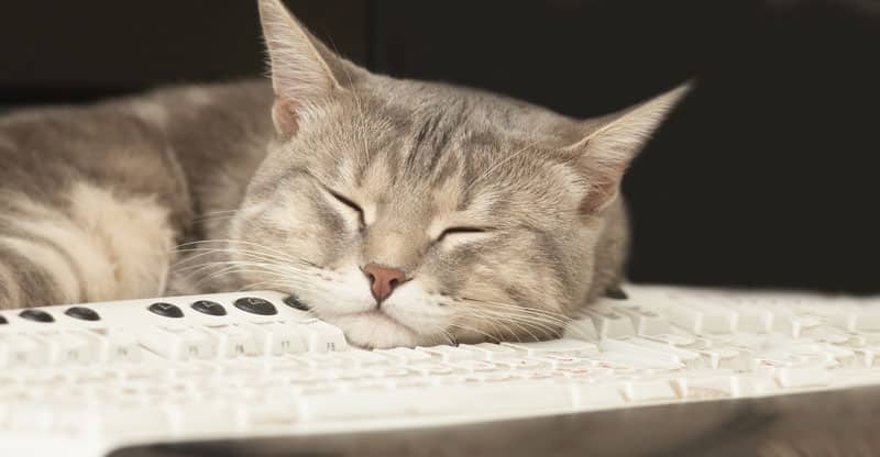Katt sover på ett tangentbord