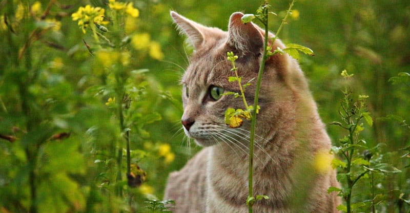 Katt spanar efter byte i gräset
