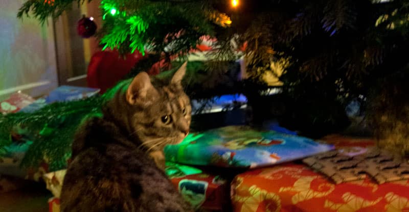 Katt sitter under julgranen med julklapparna