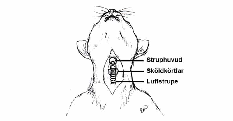 Schematisk bild över en katts struphuvud, sköldkörtel och luftstrupe