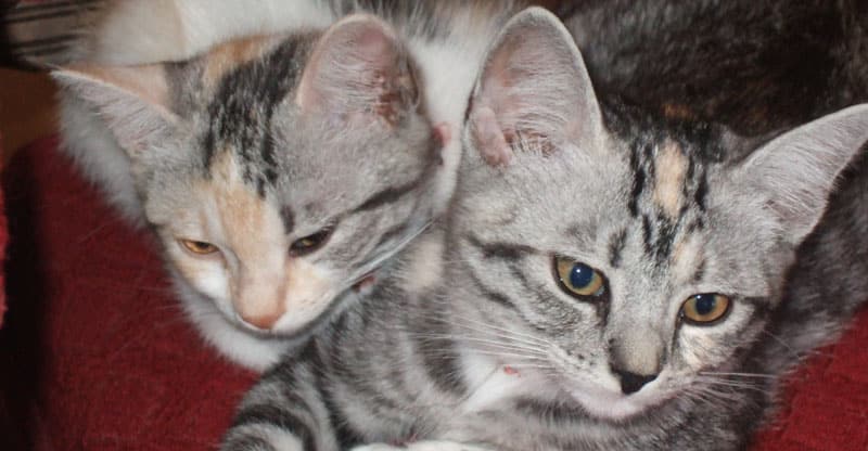 Två kattungar- Stina och Piffi