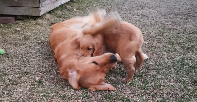 Valp och äldre hund leker tillsammans