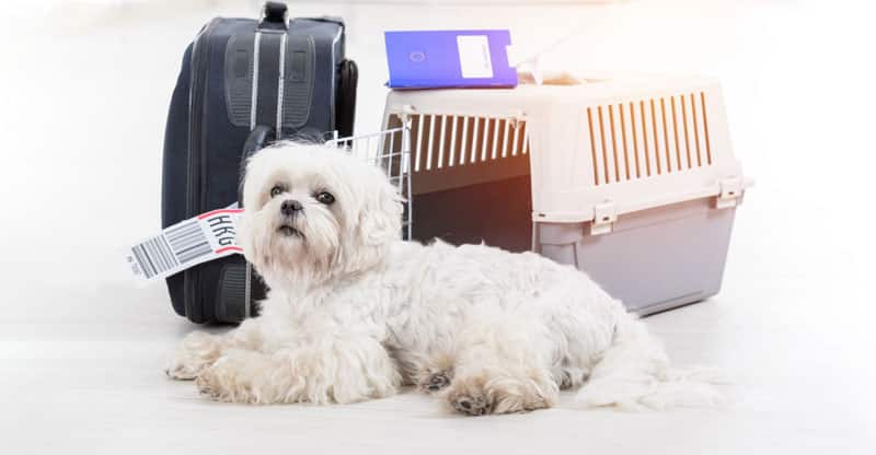 Liten hund bredvid resväska och hundbur