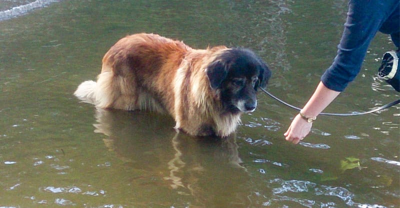 Matte lockar ut hunden Astra i vattnet