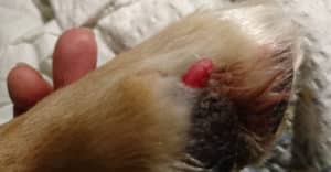 Pulpan hos en hund