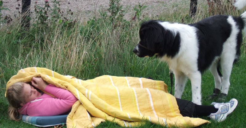 Hund hittar sin matte under en filt