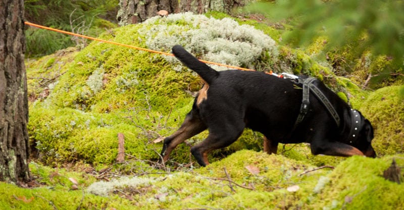 Rottweiler spårar i skogen
