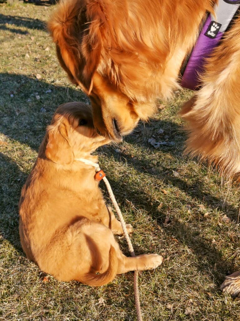 Första mötet valp och äldre hund