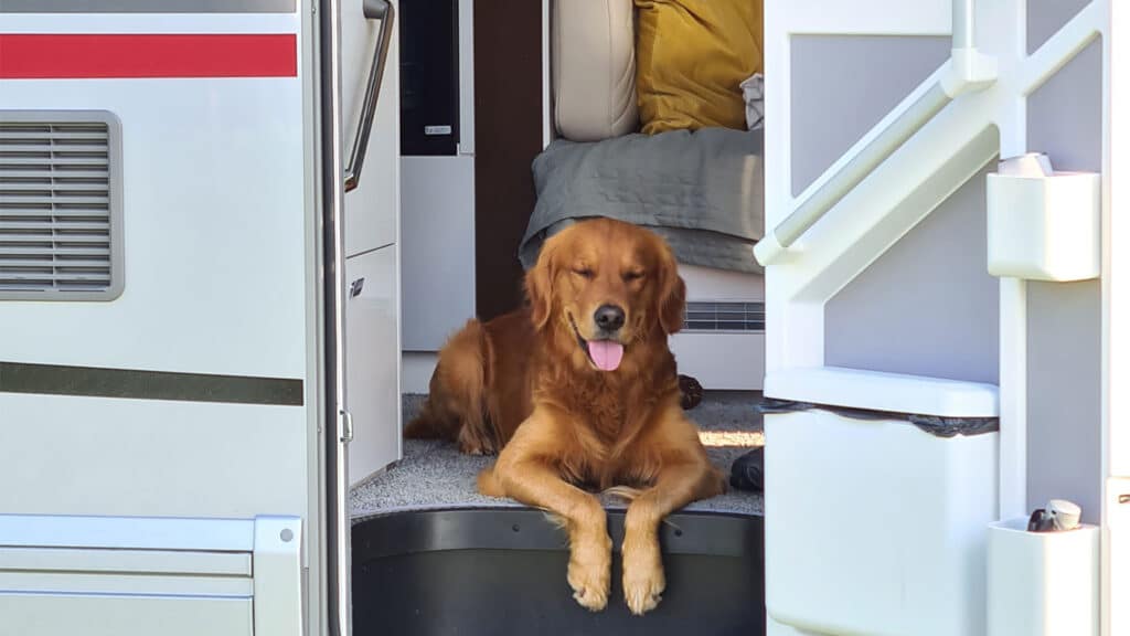 aksel-ligger-dorren-husbilen Golden retrievern Aksel ligger i dörröppningen på husbilen