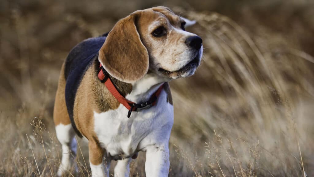 En äldre hund- en Beagle med grå nos