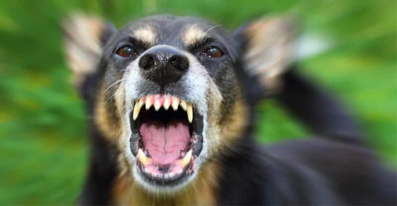 En arg hund som skäller