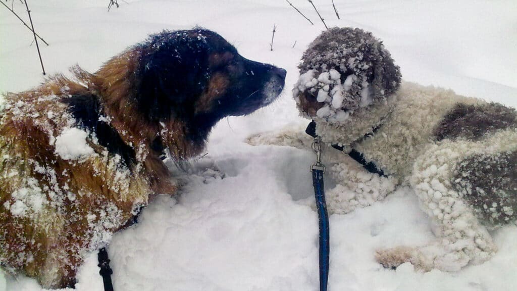 Hundar i snö och kyla