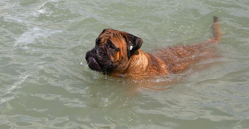 En Boxer simmar i sjön