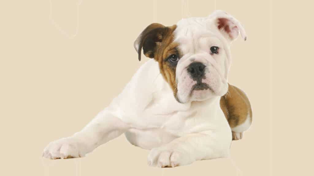 Valp Boxer