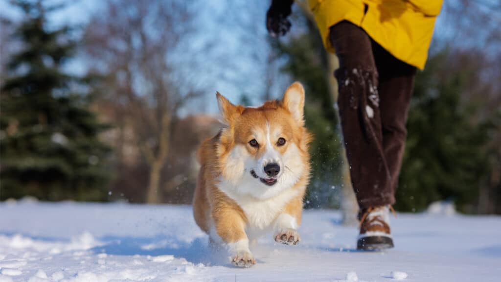 corgie-gar-los-bredvid-matte En Corgie går lös bredvid sin matte