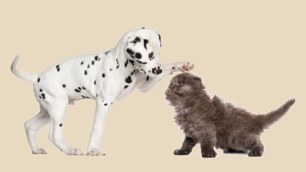 Dalmatinervalp leker med en katt