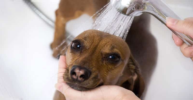 En brun hund blir duschad