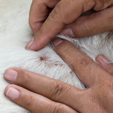 Letar fästing i en hundpäls