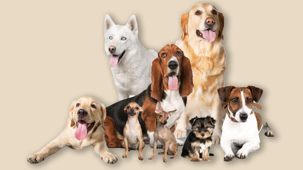 En grupp med hundar av olika raser