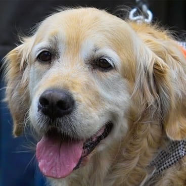 En äldre hund