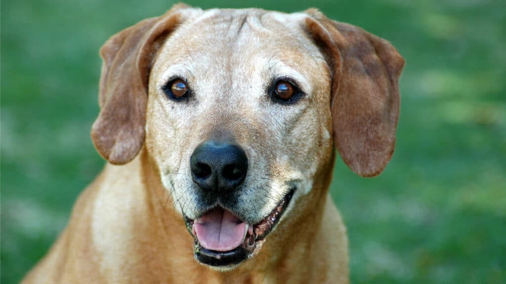 gammal-hund-2 En äldre hund
