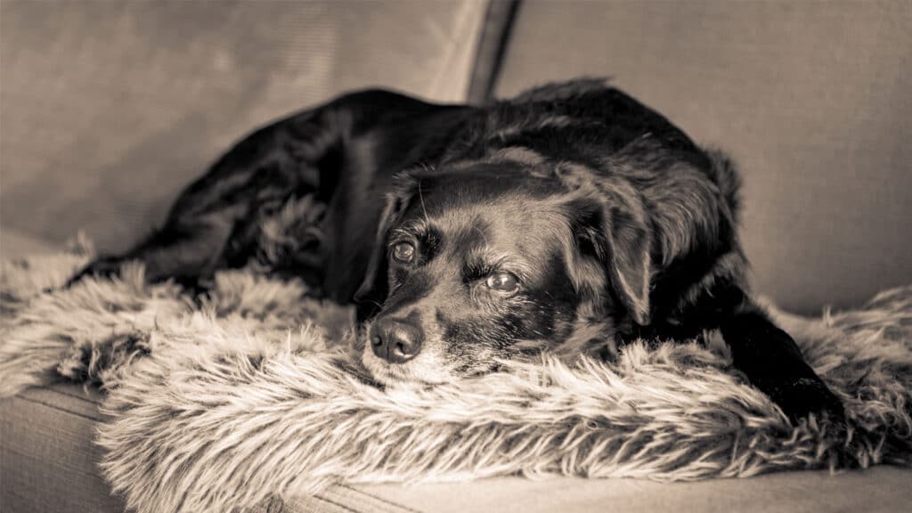 En gammal hund ligger på soffan
