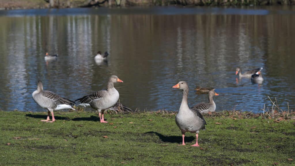 Flertalet gäss vid en damm i en park