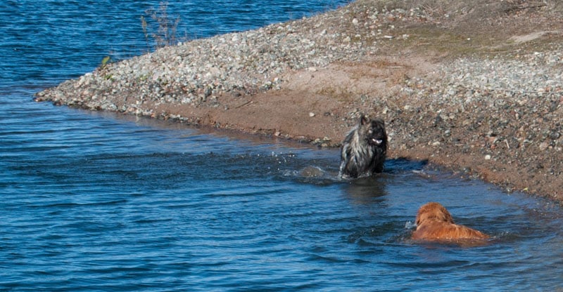 Shanti och Gösta- två hundkompisar som badar